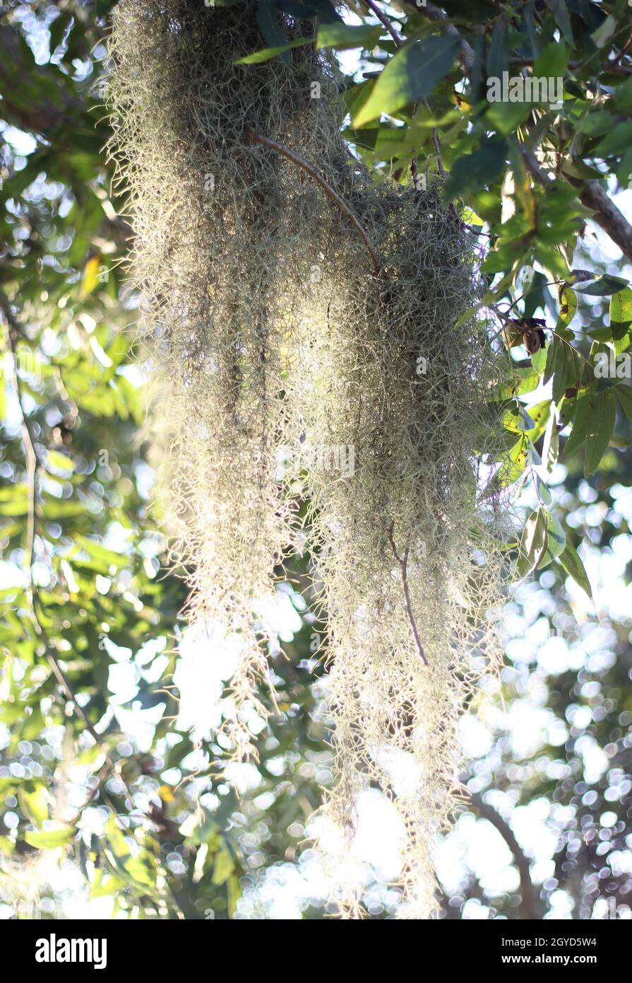 Spanish moss Tillandsia usneoides hanging from tree branch Stock Photo