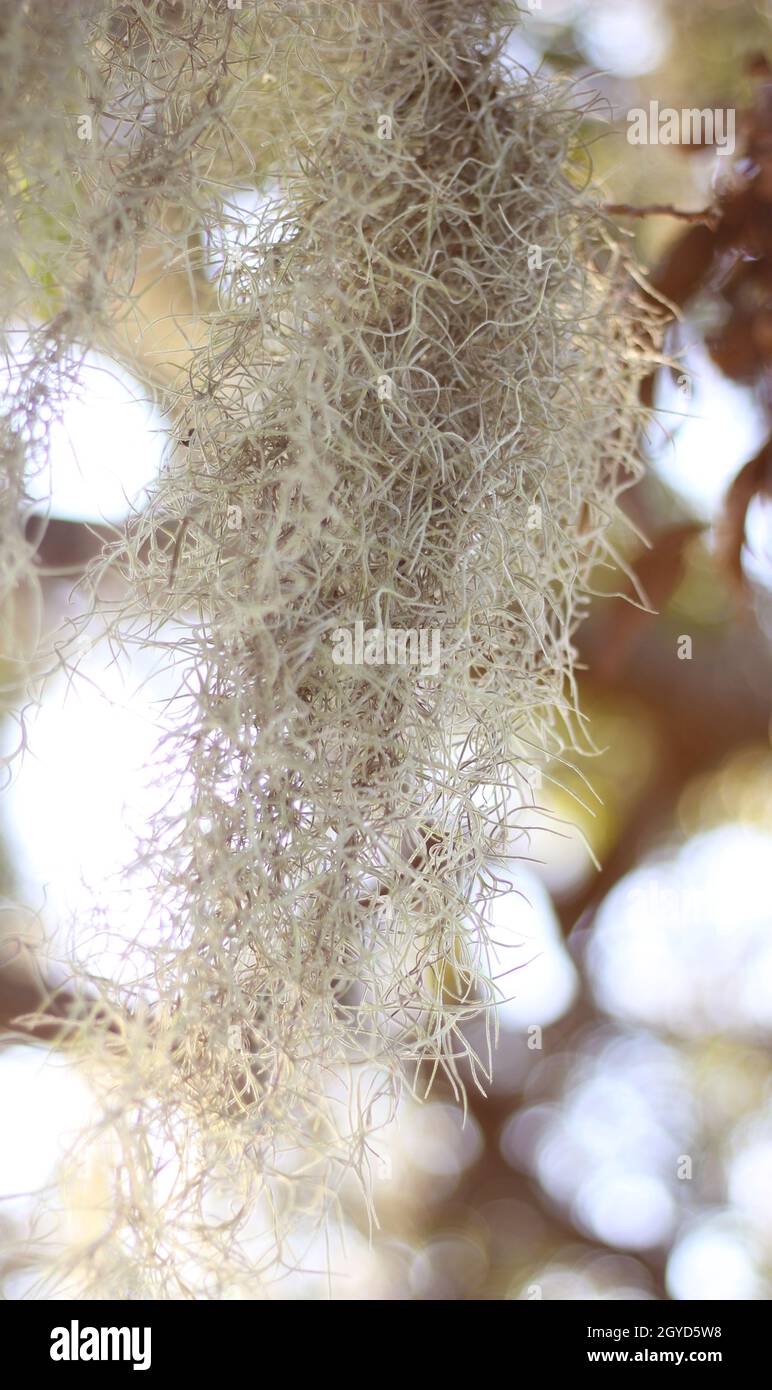 Spanish moss Tillandsia usneoides hanging from tree branch Stock Photo
