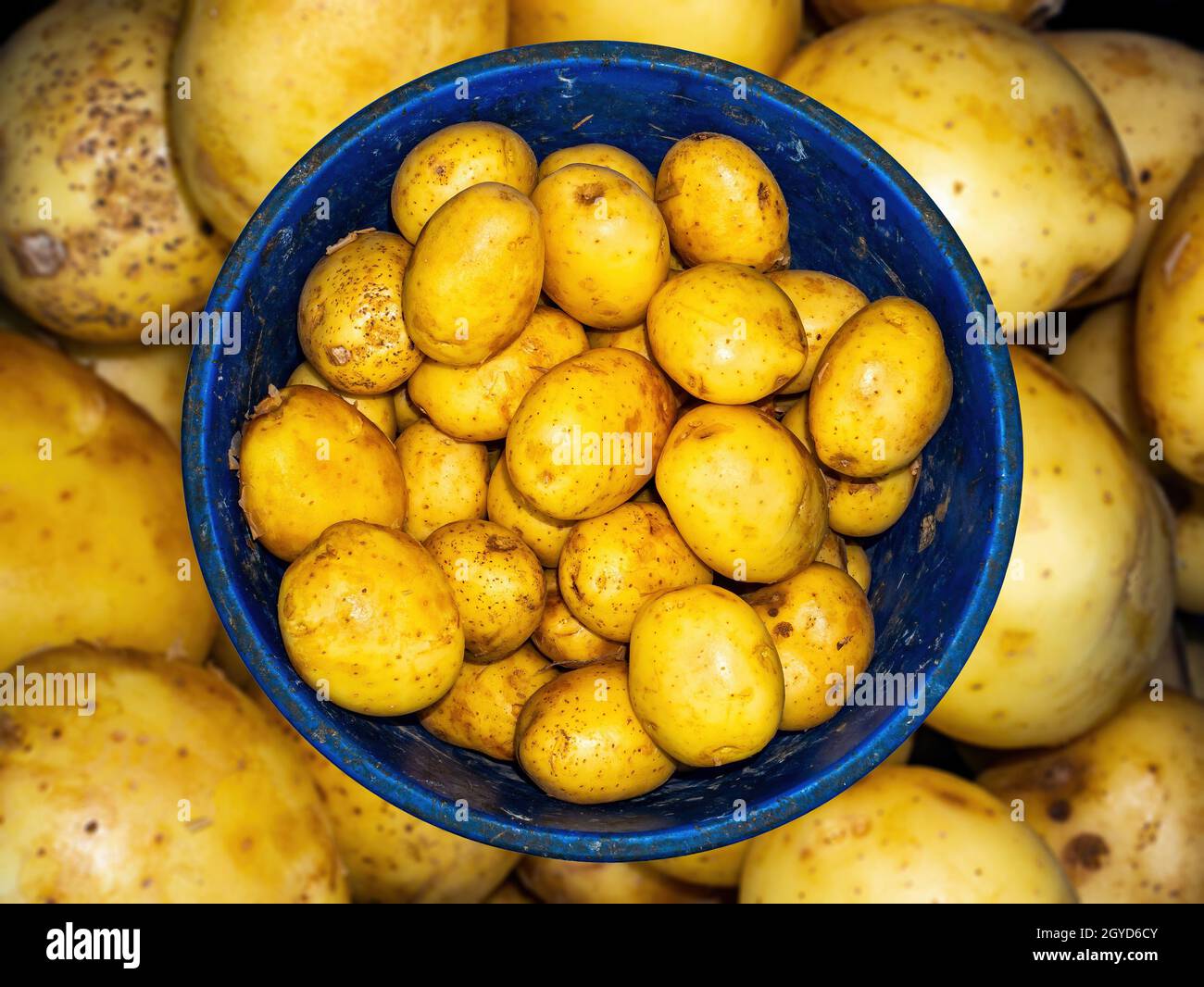 Harvest potato vegetables in a plastic bucket. Potato vegetable