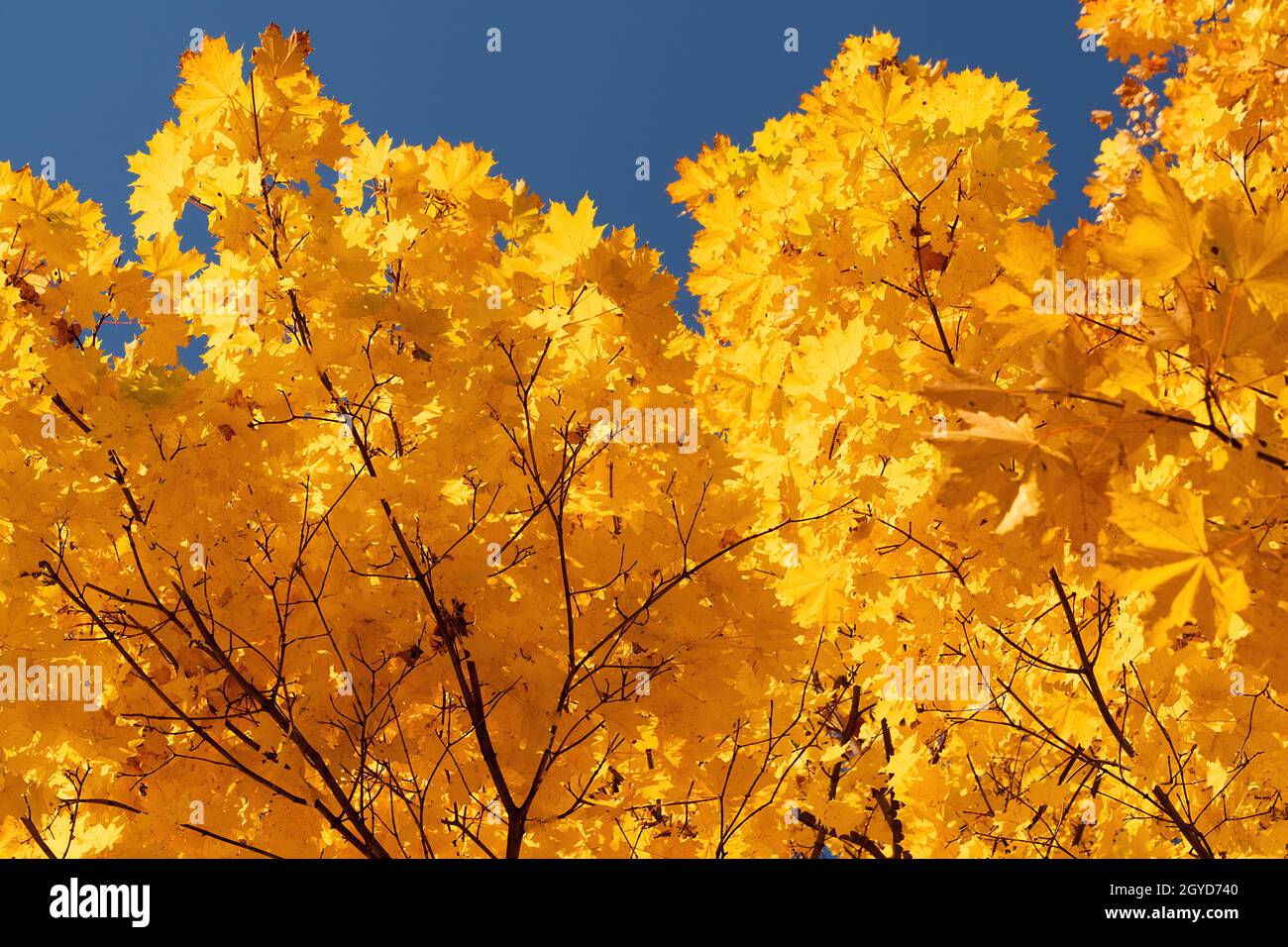 Autumn leaves with the blue sky background Stock Photo - Alamy