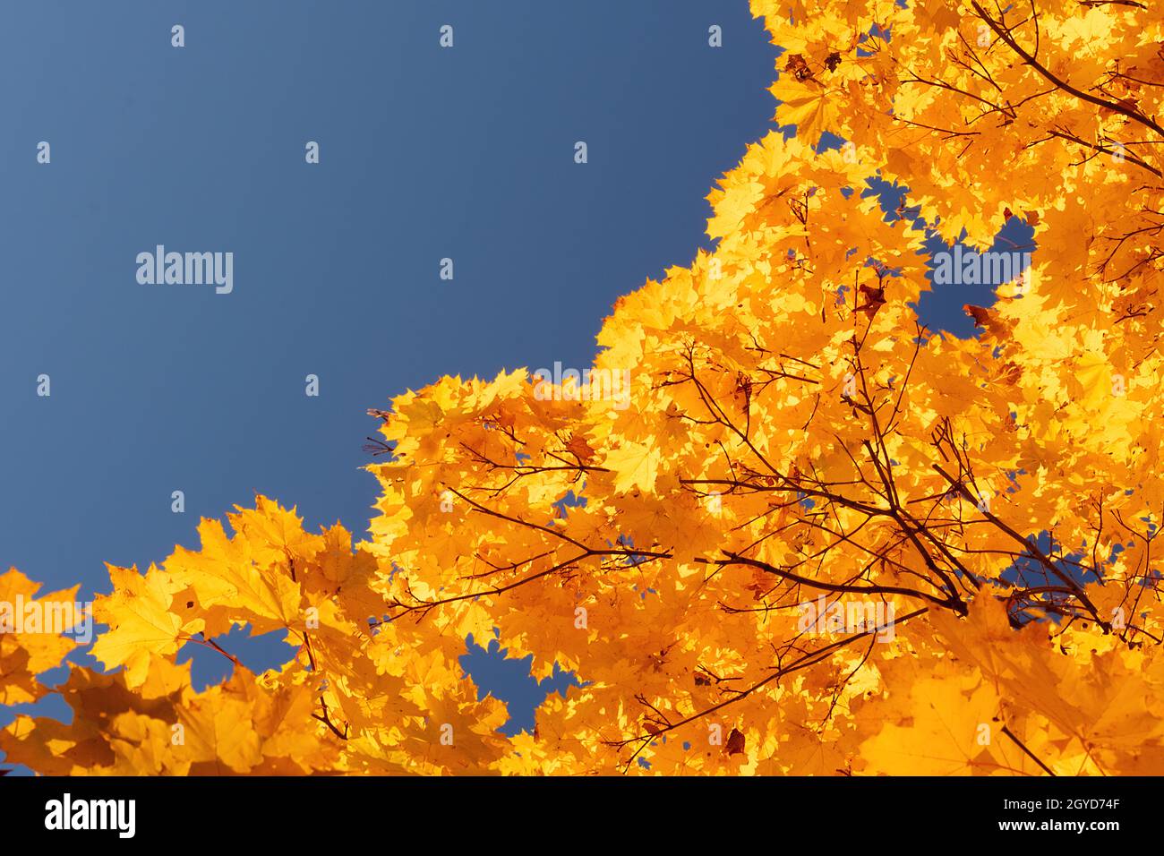 Autumn leaves with the blue sky background Stock Photo - Alamy