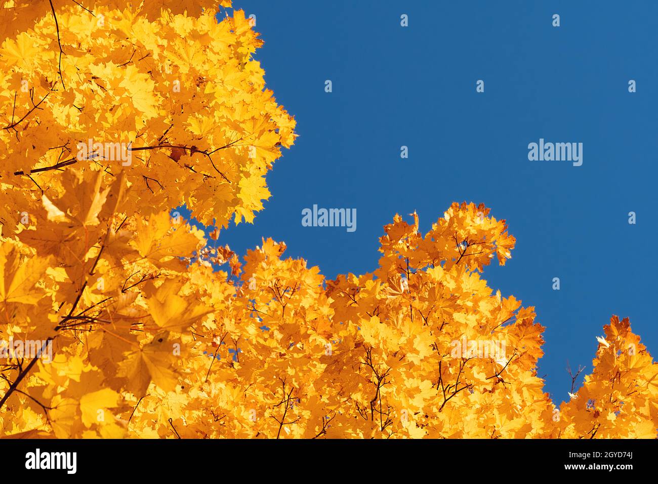 Autumn leaves with the blue sky background Stock Photo - Alamy