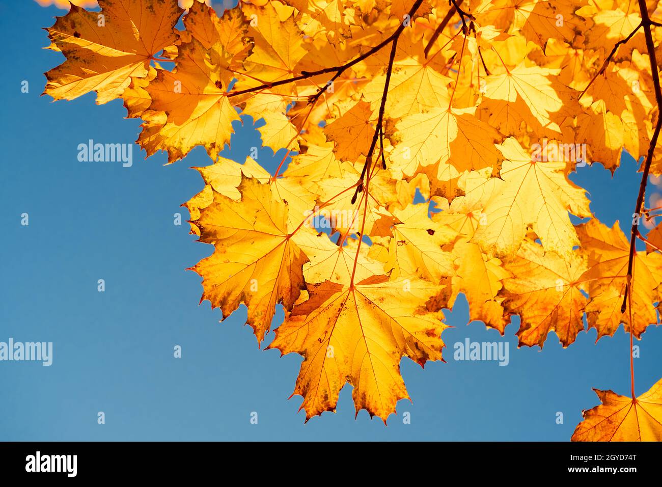 Autumn leaves with the blue sky background Stock Photo - Alamy