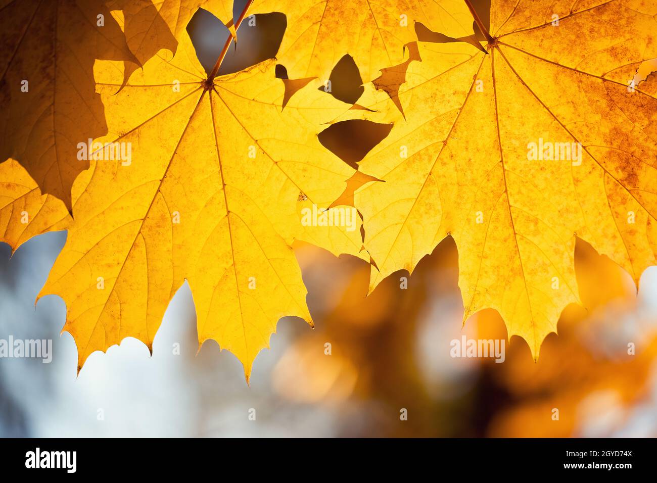 Autumn leaves with the blue sky background Stock Photo - Alamy