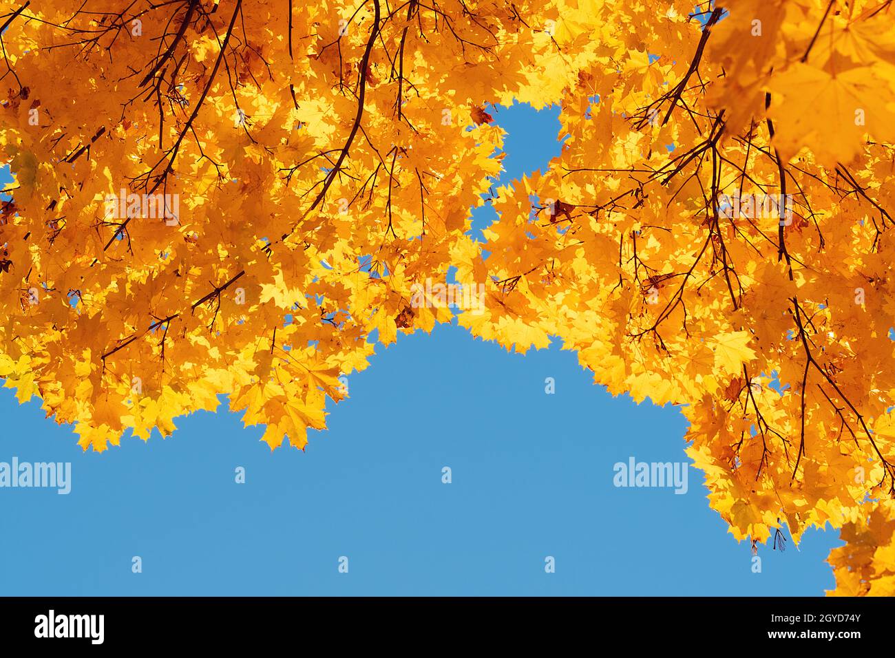 Autumn leaves with the blue sky background Stock Photo - Alamy
