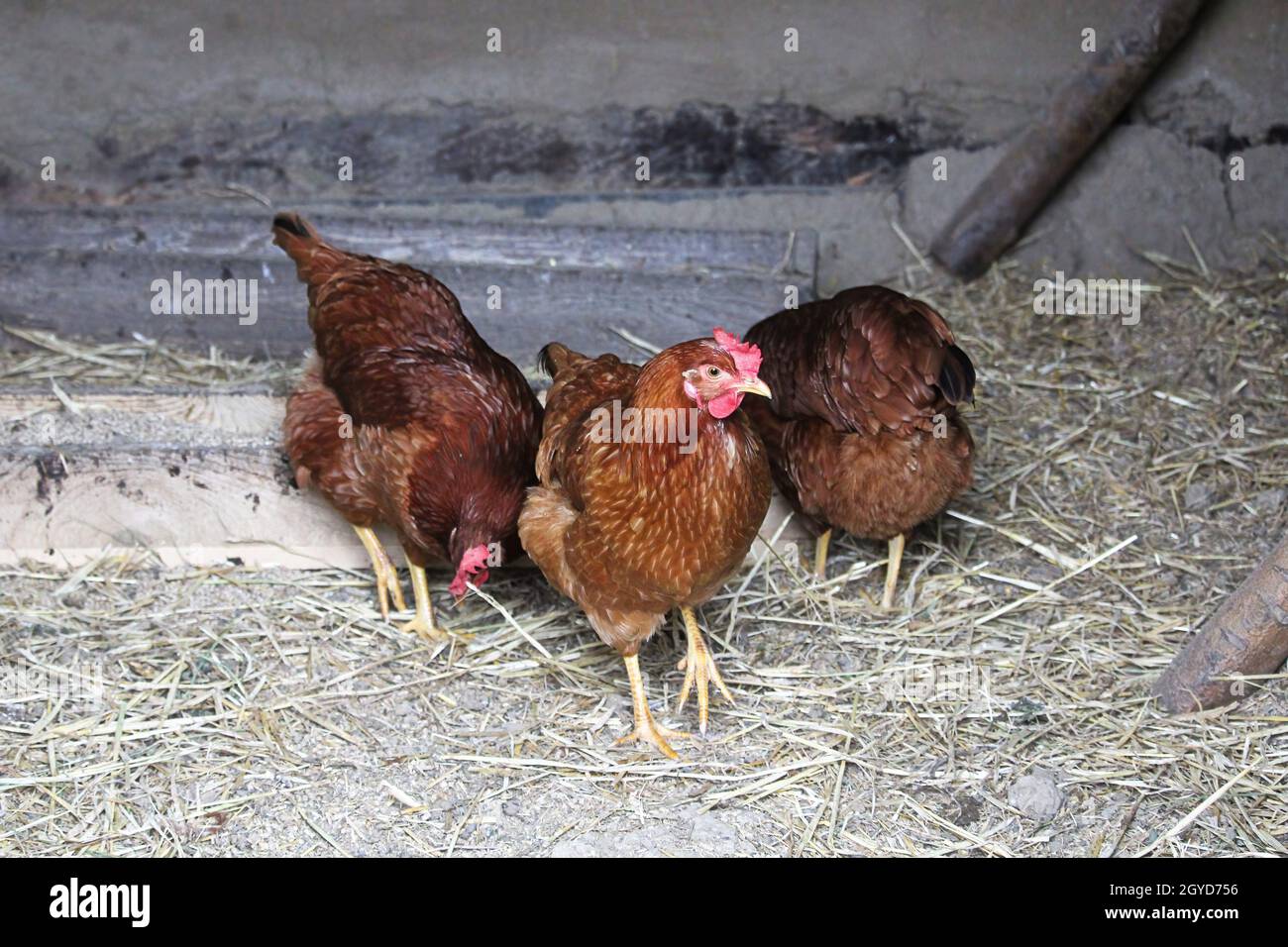 Chickens in their coup hi-res stock photography and images - Alamy