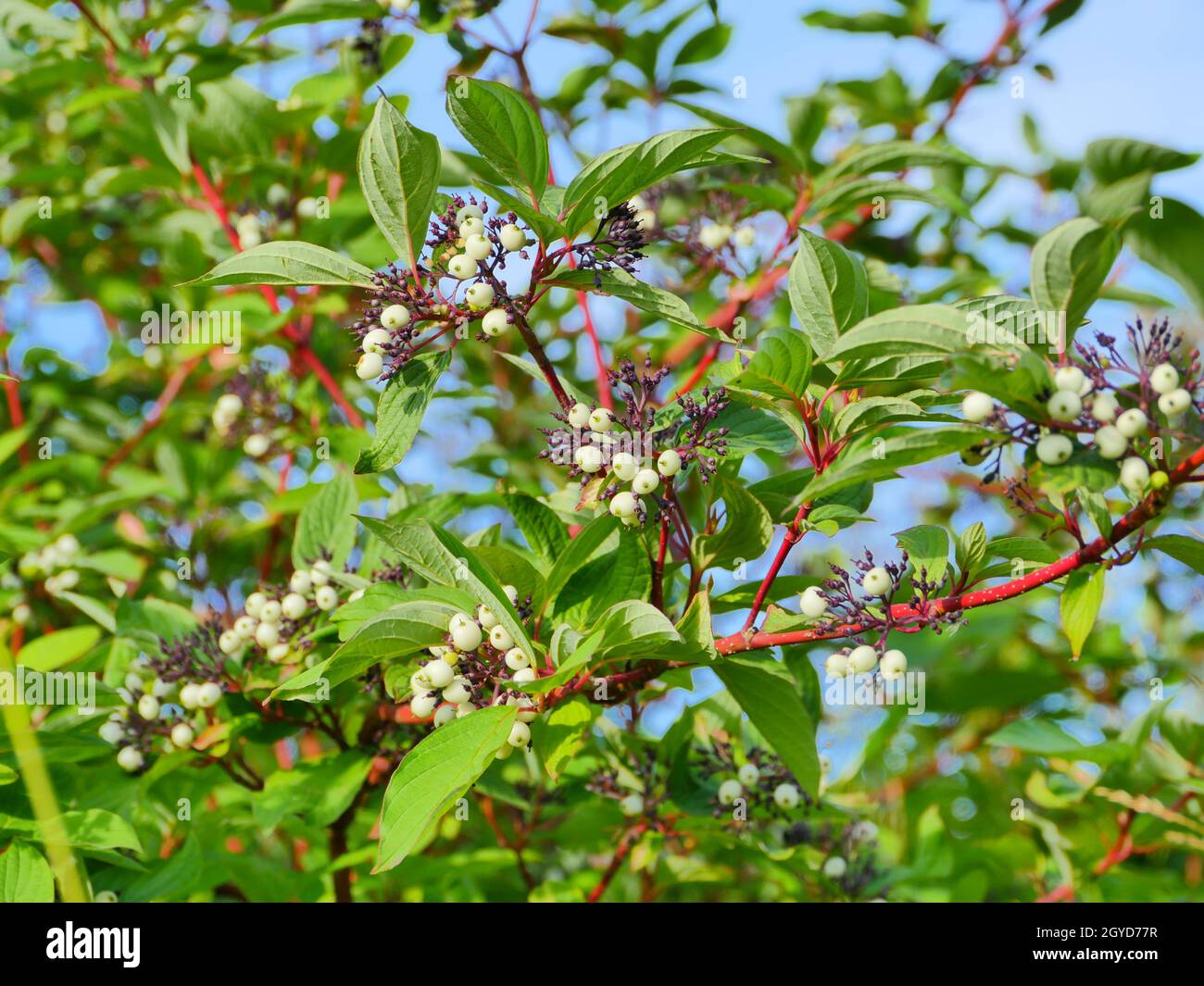 Sorbus cashmiriana or Kashmir mountain ash with white fruits on red branches close-up Stock Photo