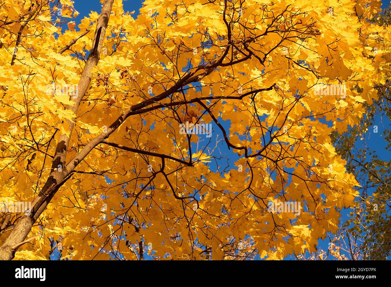 Autumn leaves with the blue sky background Stock Photo - Alamy