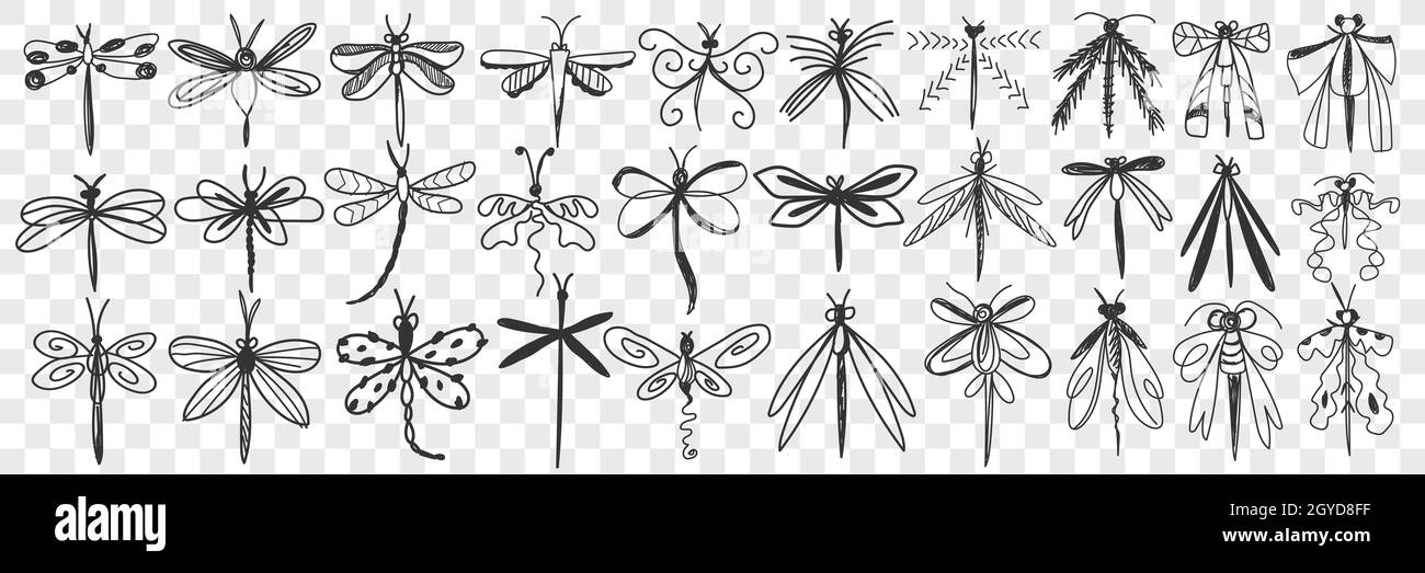 Dragonfly doodle set. Collection of hand drawn various dragonfly with elegant wings with different patterns flying isolated on transparent background. Stock Photo