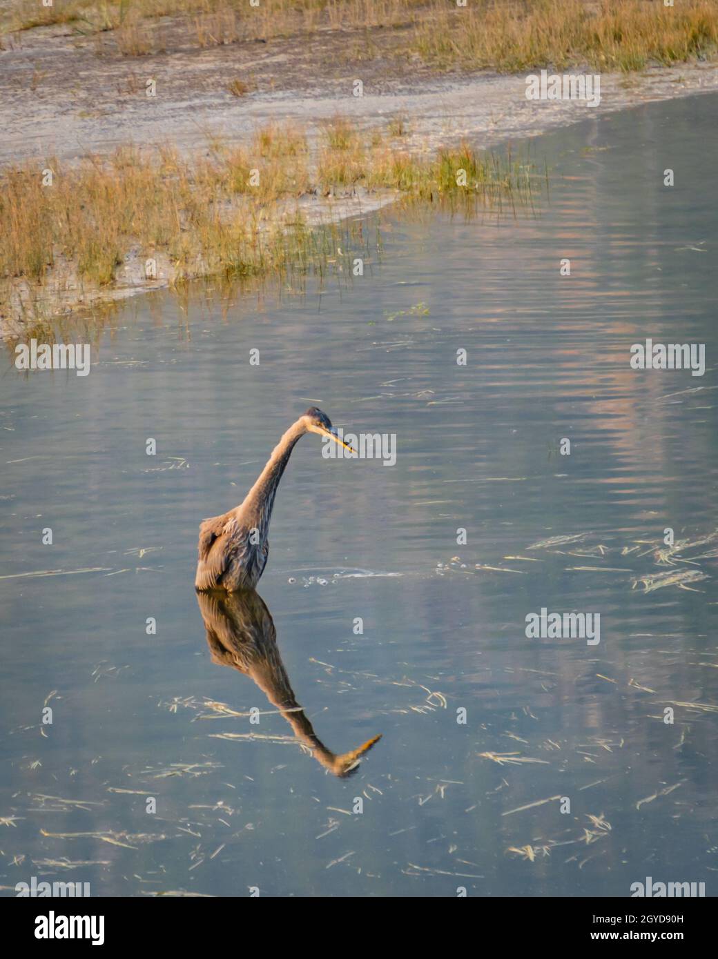 Great Blue Heron standing in shallow water in Yellowstone National Park Stock Photo