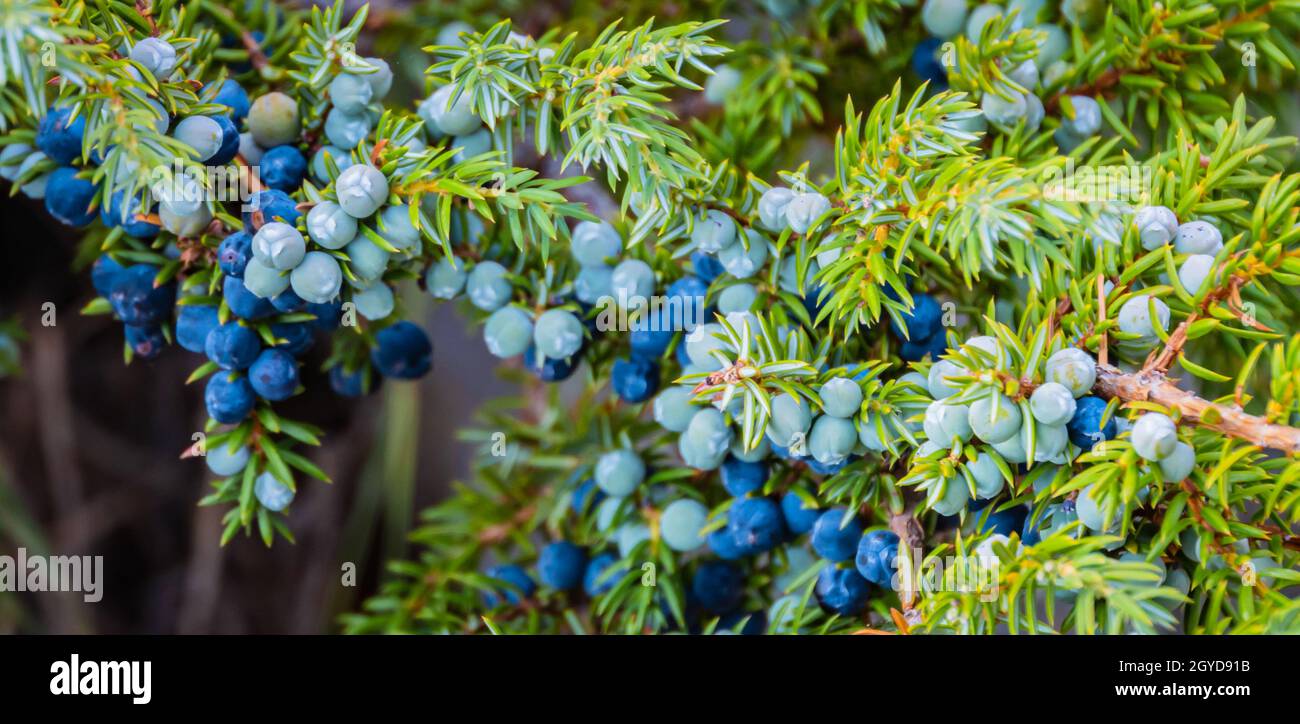 juniper berries, the female seed cone produced by the various species of junipers is used as a spice in cooking and gives gin it's distinctive flavor Stock Photo