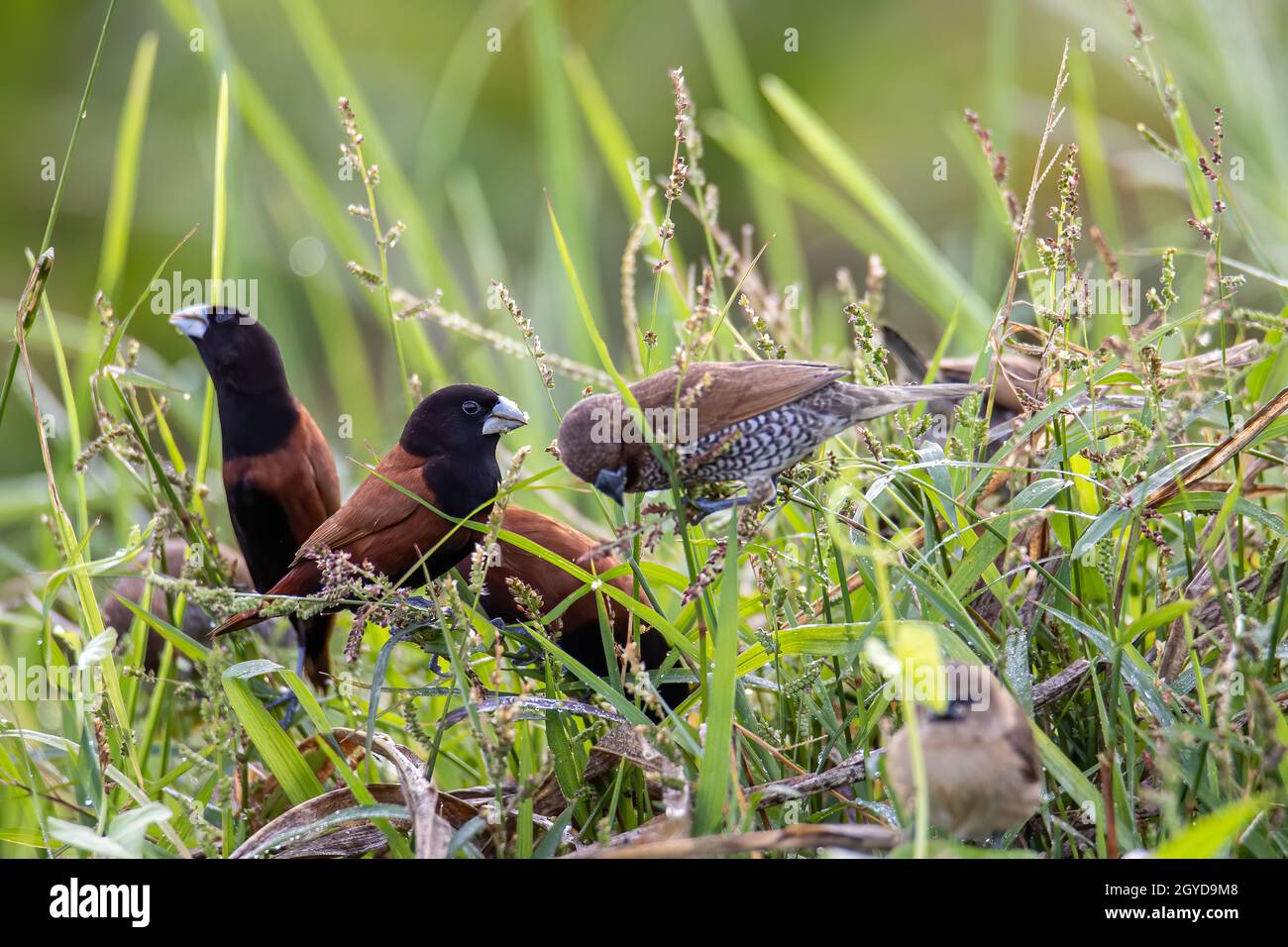 Group of various types of birds pipits standing on grass at paddy field Stock Photo