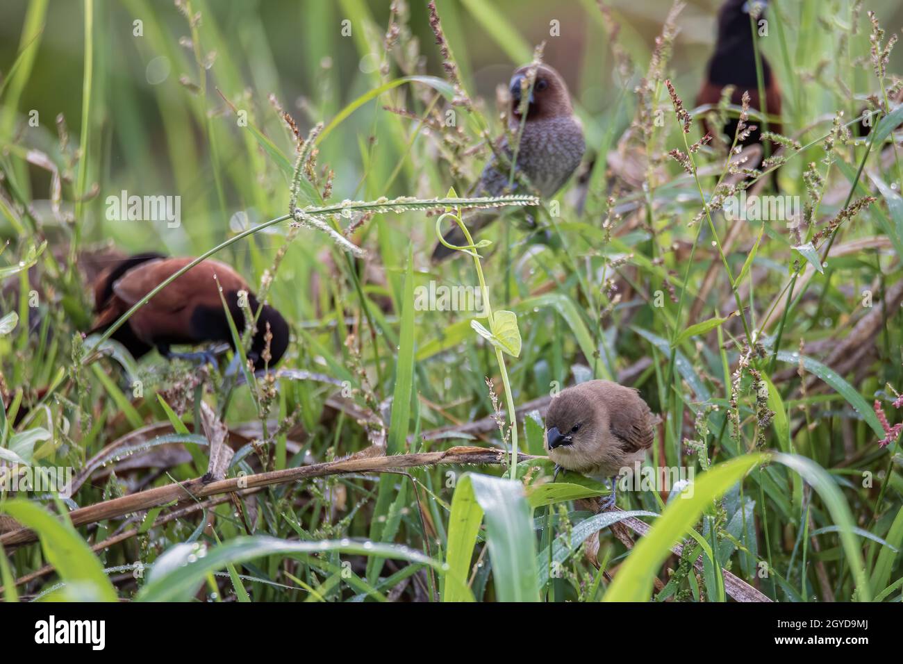 Group of various types of birds pipits standing on grass at paddy field Stock Photo