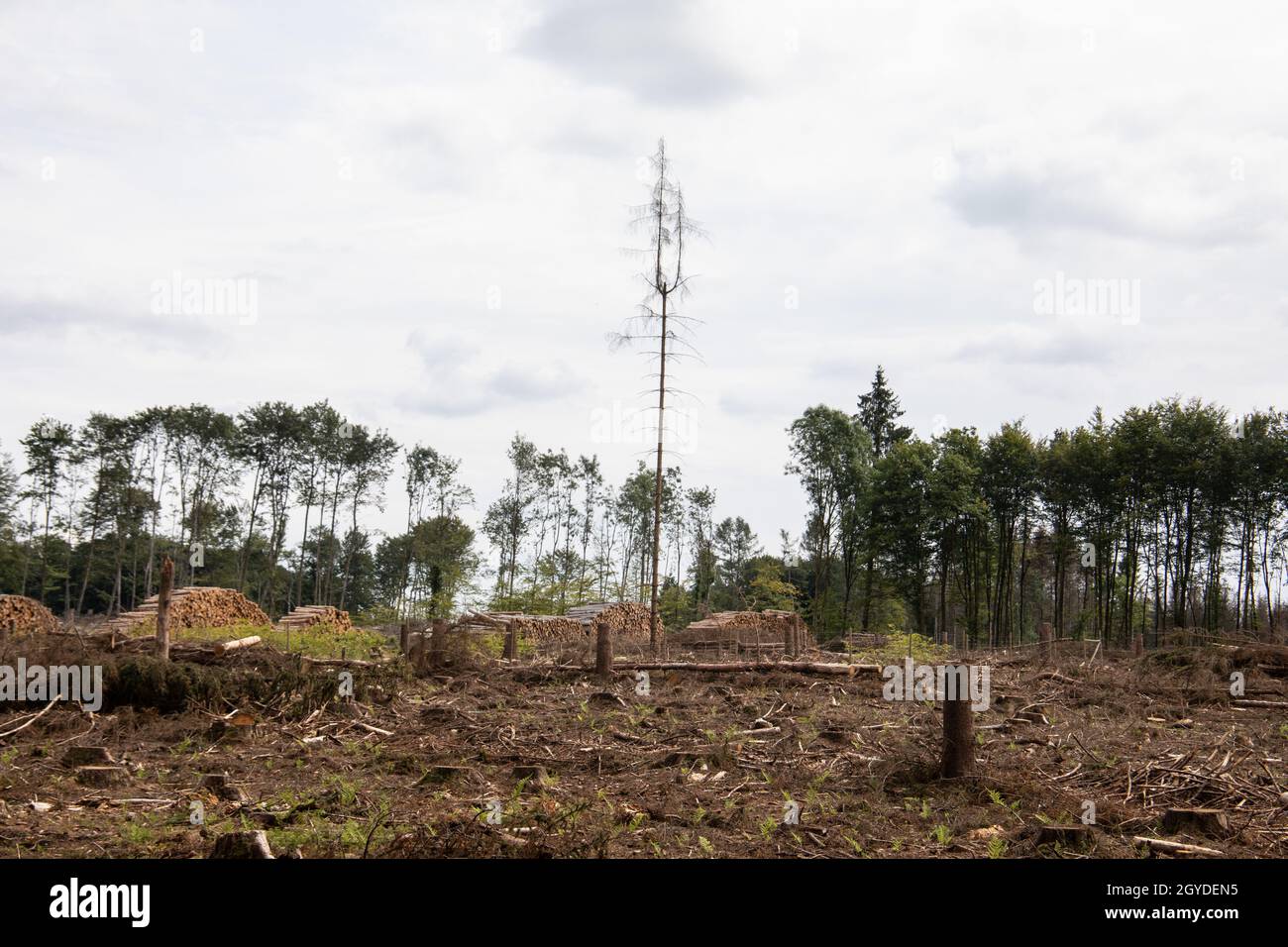 Damaged coniferous forest in summer with bark beetles Stock Photo - Alamy