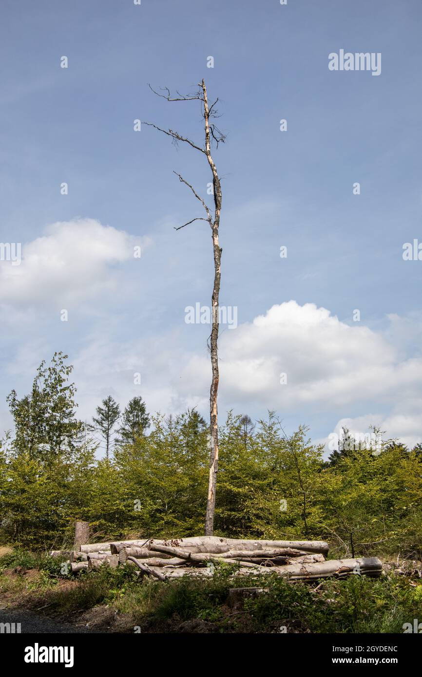 Damaged coniferous forest in summer with bark beetles Stock Photo - Alamy