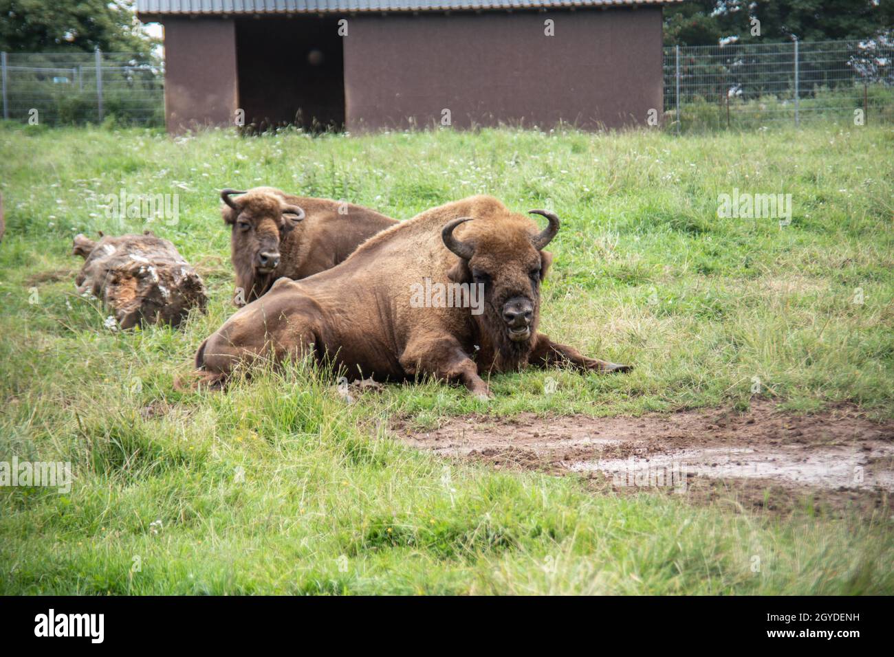 Curated visual reference: Beef Cattle Ruminating On Hi Res Stock Photography And Images Photo Inspiration