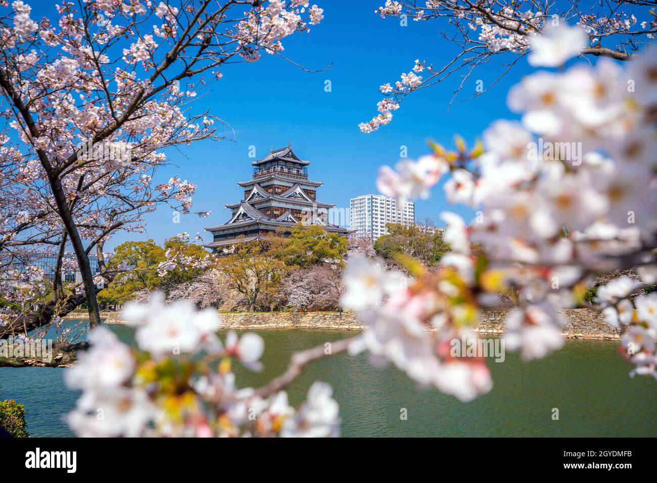 Hiroshima Castle During Cherry Blossom Season in Japan Stock Photo