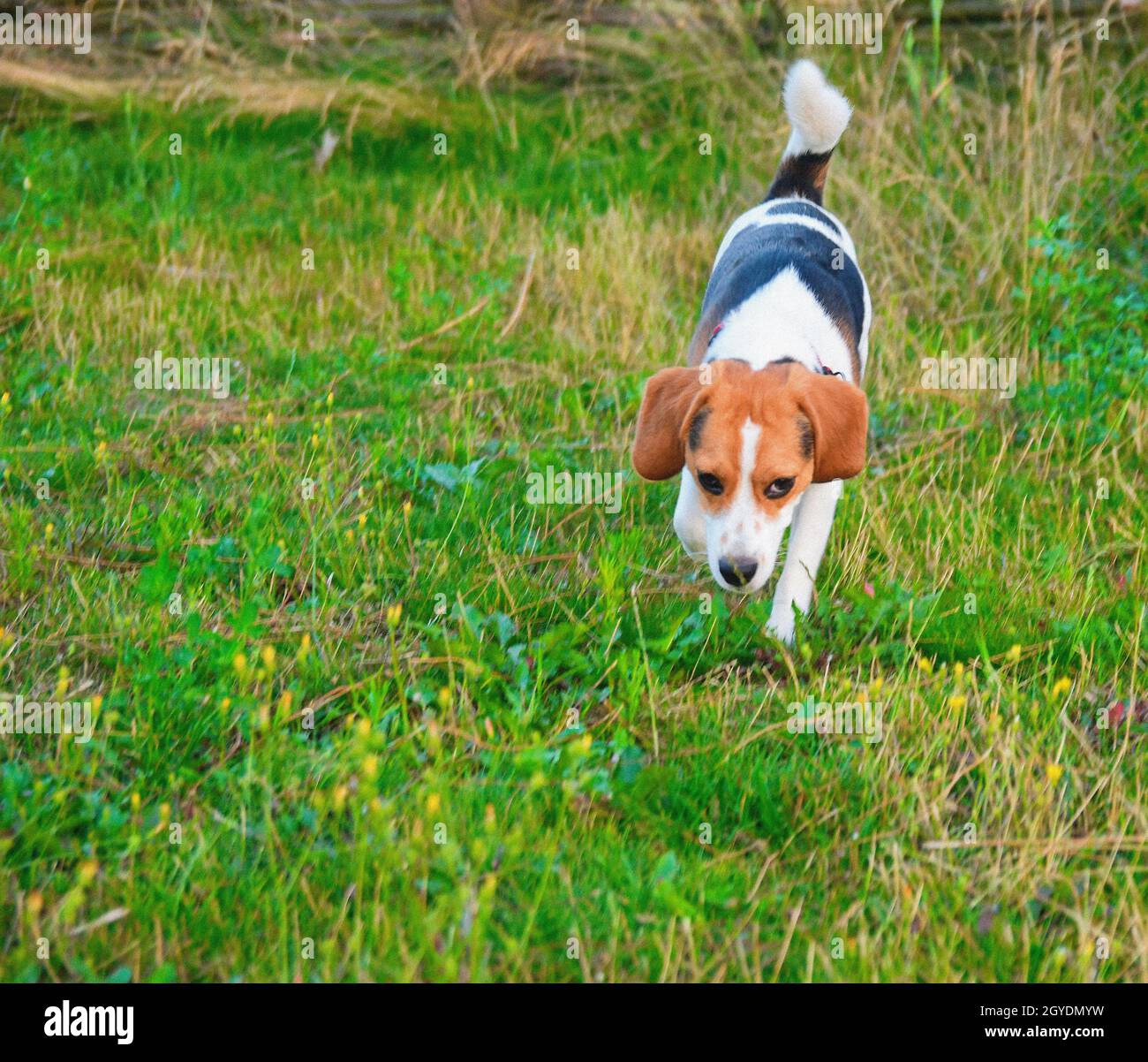 Beagle dog running through green meadow. Copy space domestic dog concept. Pet background. Puppy beagle dog in natural park. Stock Photo