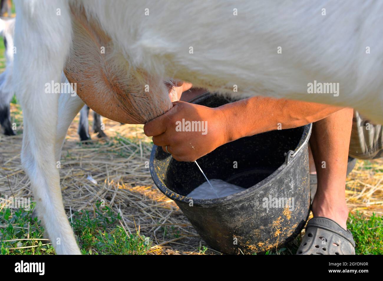 The owner milking his goat with in the village. Closeup of a farmer's