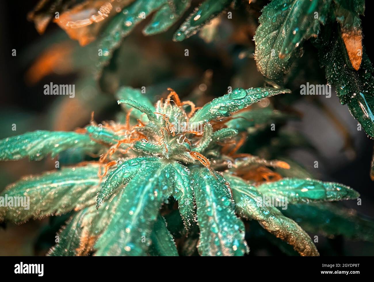 Macro shot of Cannabis Marijuana plant in early flowering stage with water droplets Stock Photo