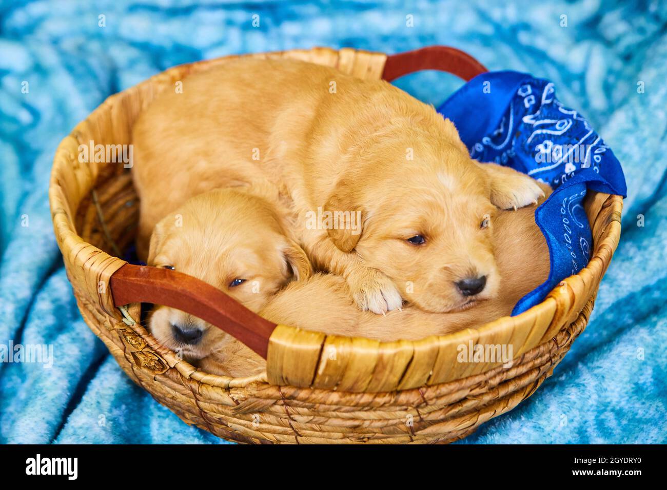 Tiny Light Brown Golden Retriever Puppies In Woven Basket On Blue Blanket Stock Photo Alamy