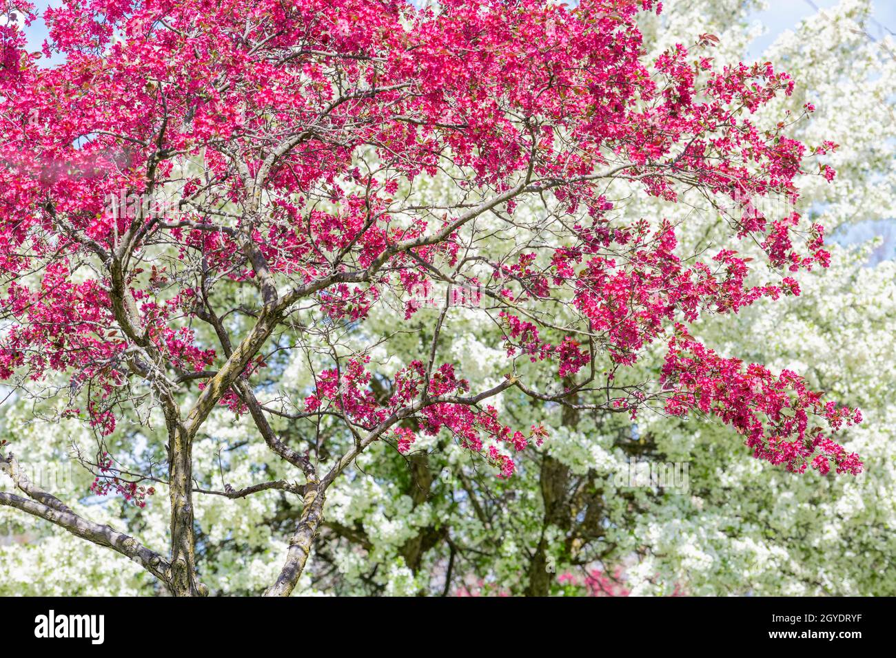 Flowering crabapple tree, Spring, E USA, by Dominique Braud/Dembinsky Photo Assoc Stock Photo