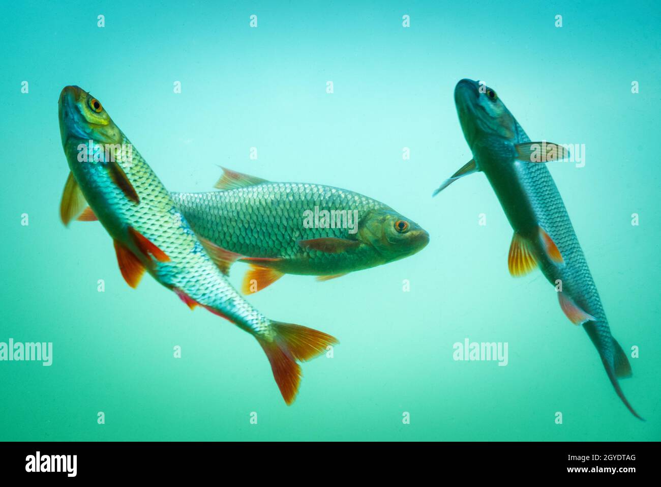 Carp at a fish pond under water Stock Photo Alamy