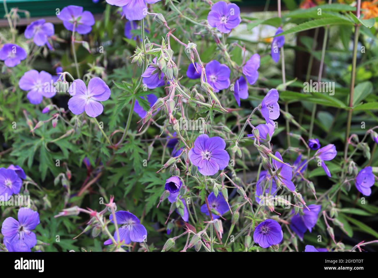 A cranesbill plant with viney purple flowers. Stock Photo