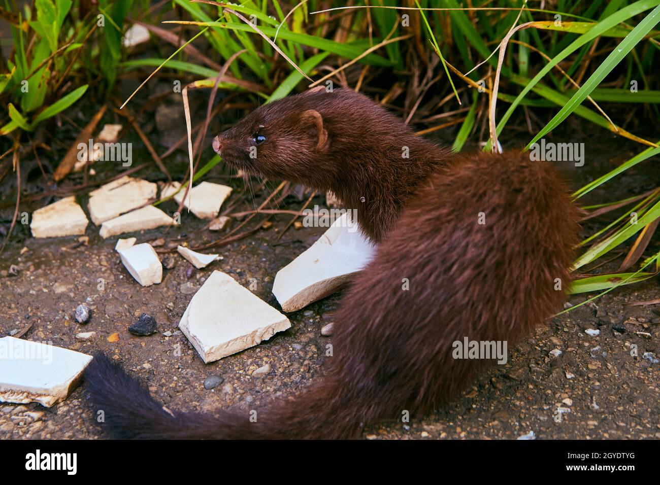 Wild dark brown ferret on gravel road next to grasses Stock Photo