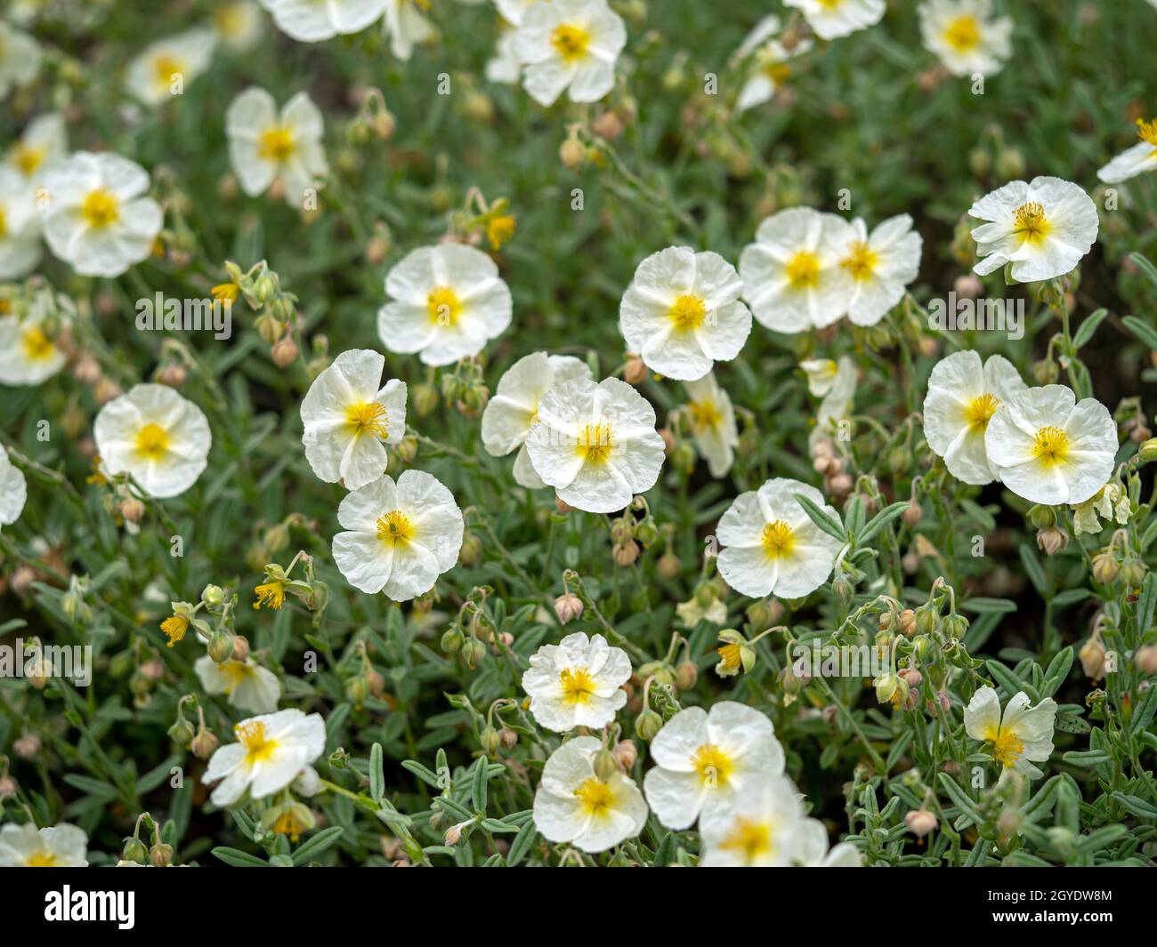 Pretty little white and yellow Helianthemum rock rose flowers, variety The Bride Stock Photo