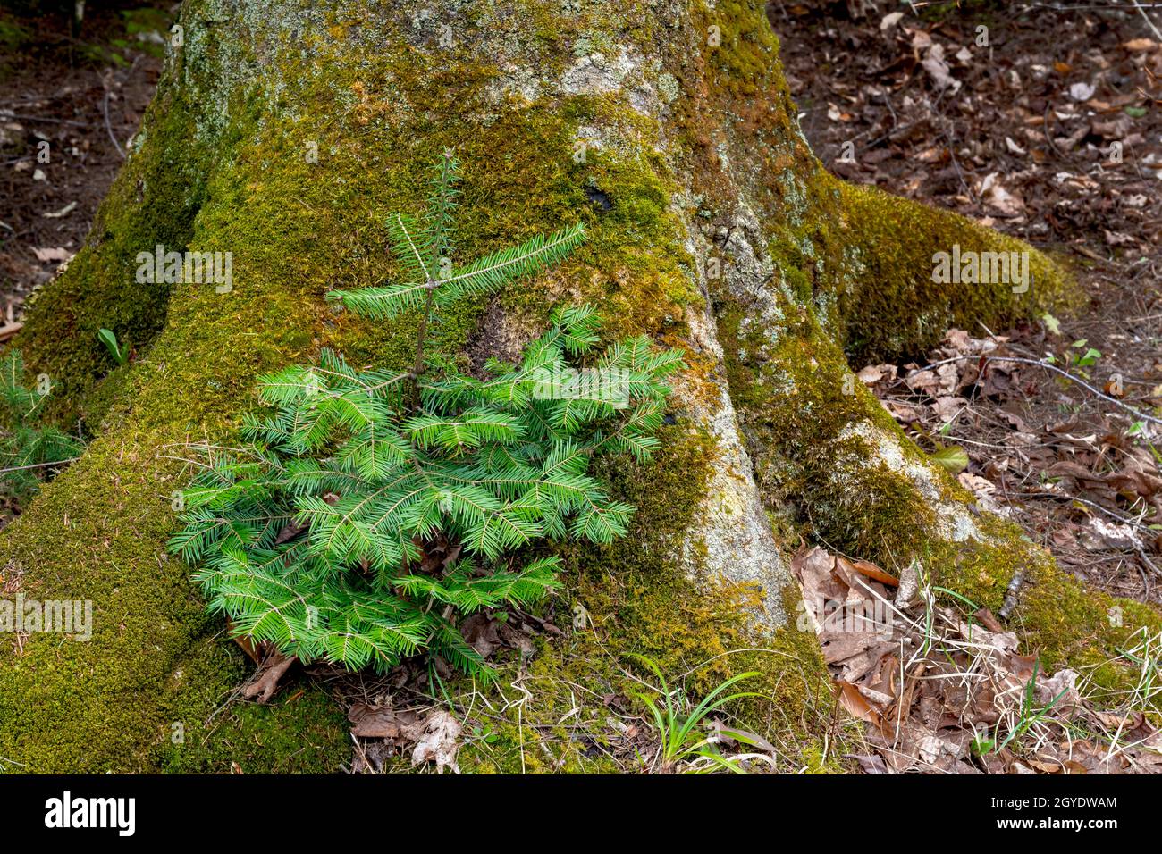 Balsam fir (Abies balsamea) sapling growing on nursery log, Great Lakes region, Michigan, USA, by Dominique Braud/Dembinsky Photo Assoc Stock Photo
