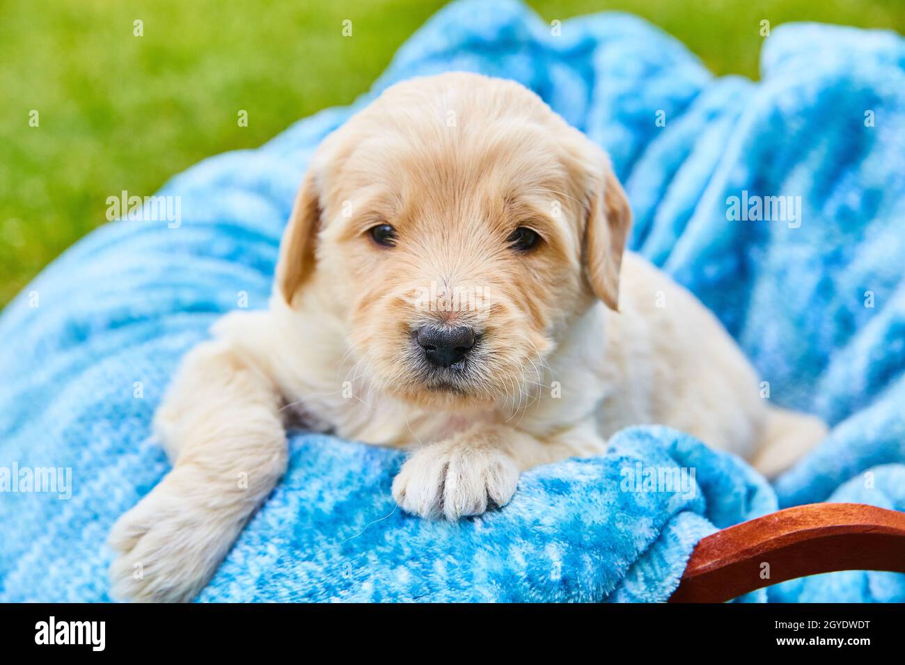 Adorable white golden retriever puppy laying in a blue blanket Stock