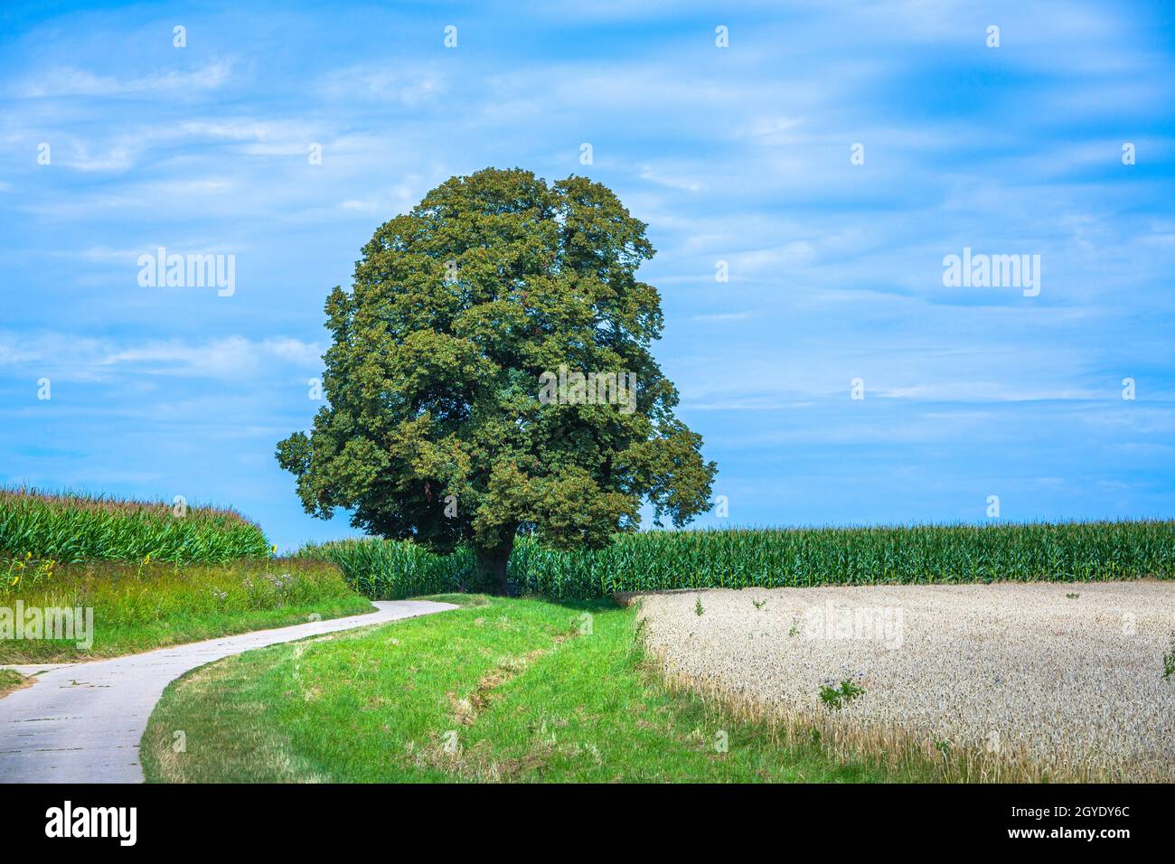 Grain fields single tree hi-res stock photography and images - Alamy