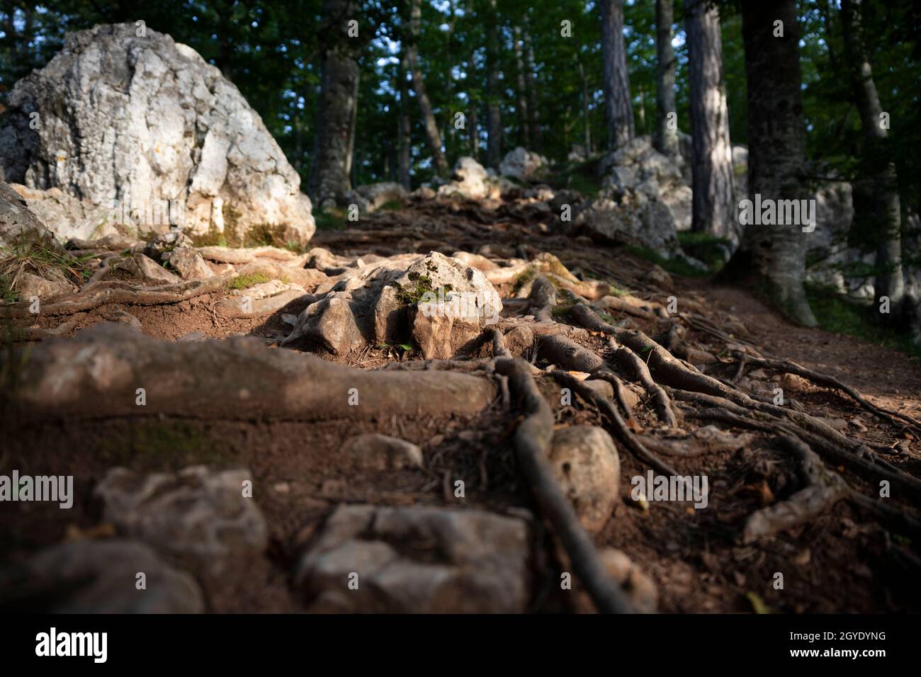Tree roots, ground and rocks at the mountain Stock Photo - Alamy