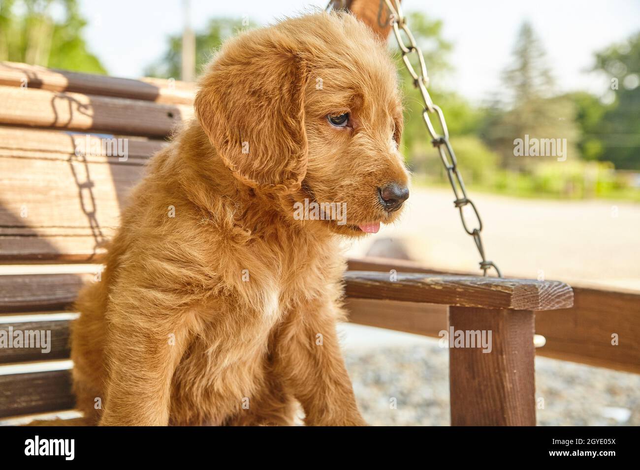 Labradoodle puppy sitting on swinging bench Stock Photo