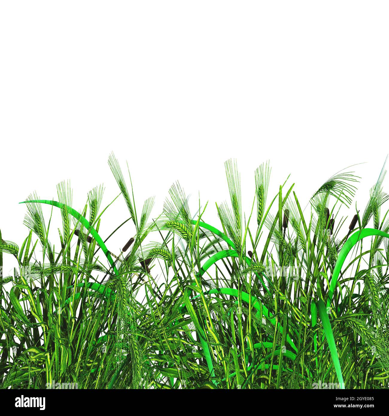 3D render of green grass and wheat on a white background Stock Photo ...