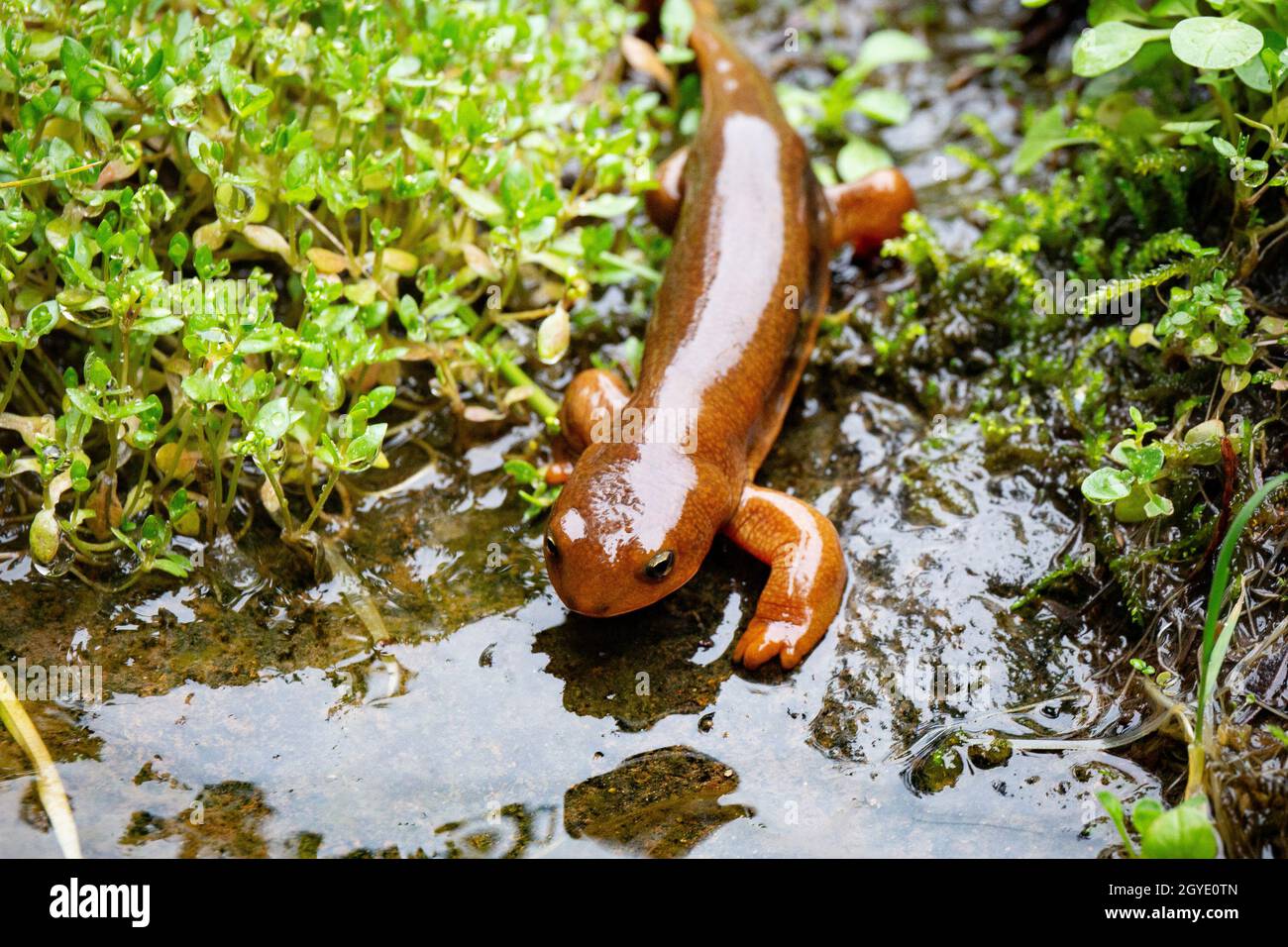 cute-newt-crawling-across-wet-ground-on-a-rainy-day-toward-the-umpqua-river-in-oregon-2GYE0TN.jpg