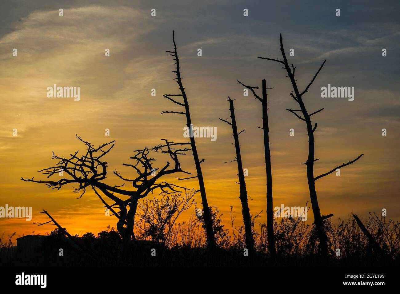 Dusk and a tree of the silhouette. Shooting Location: Miyagi Prefecture ...