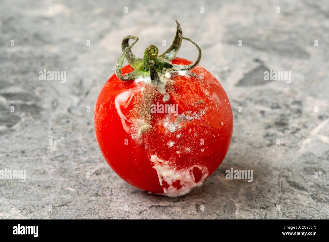 Rotten tomato. Mold on vegetables. Rotten product. Spoiled food.  Tomato with mold on the stone background. Mold fungus. Stock Photo