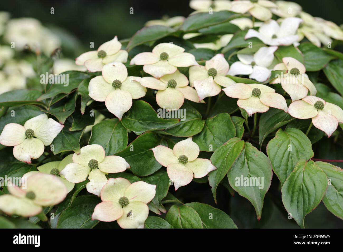 Flowering dogwood, Cornus kousa variety unknown, with large white bracts tinged with pink surrounding the inconspicuous central flowers with a backgro Stock Photo