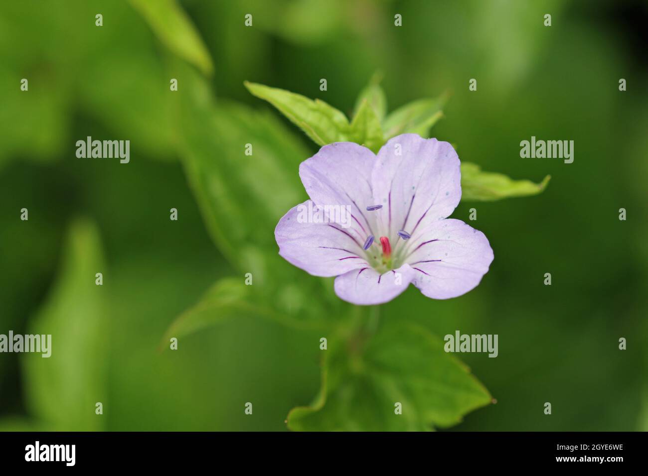 Lilac knotted cranesbill, Geranium nodosum variety Svelte Lilac, flower close up with a background of blurred leaves. Stock Photo