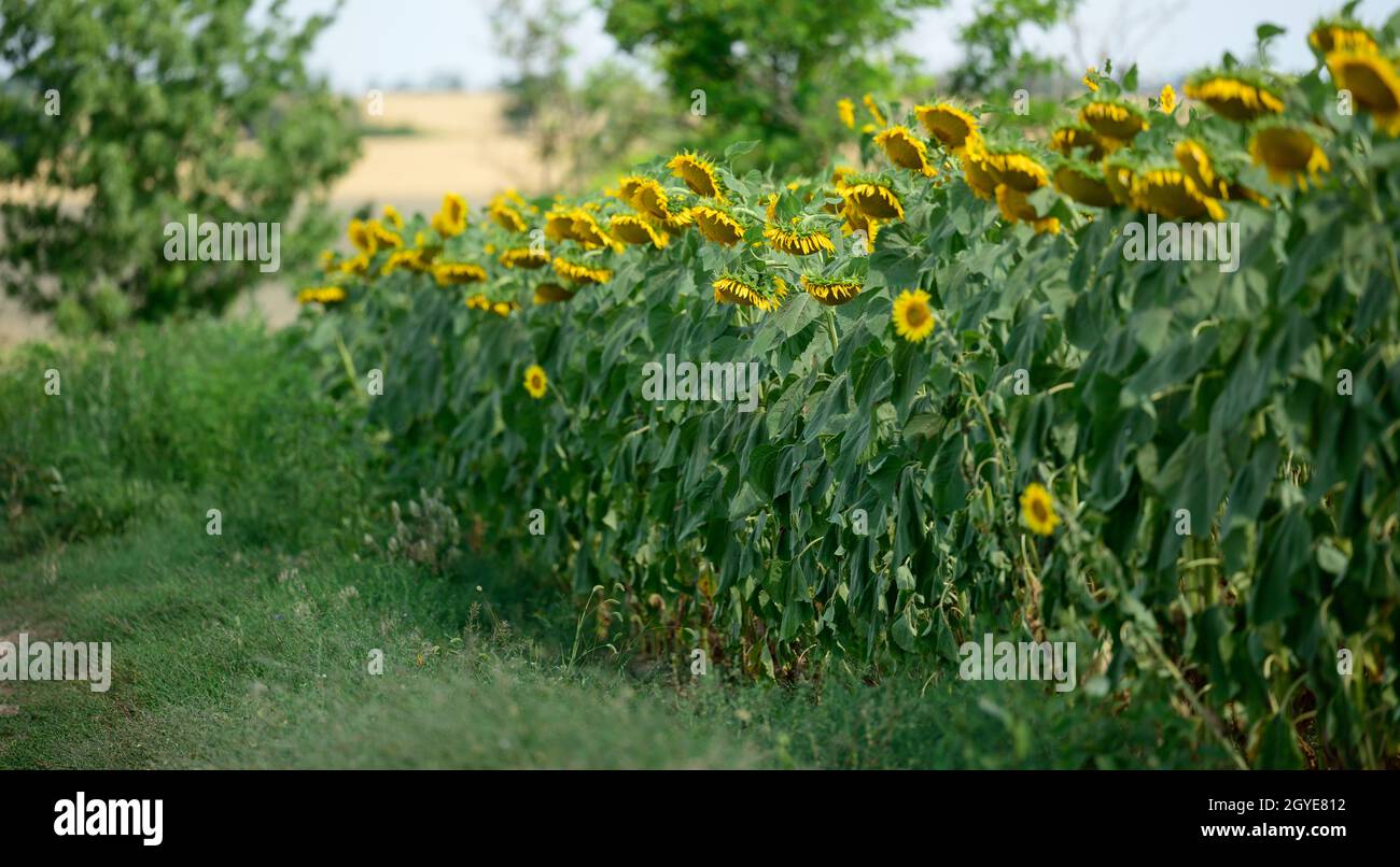 field with blooming sunflowers on a summer day, a row of plants Stock ...