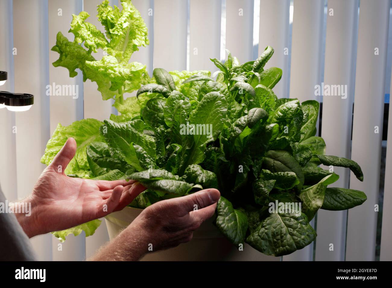 Indoor homegrown lettuce variety growing with LED grow lights in one
