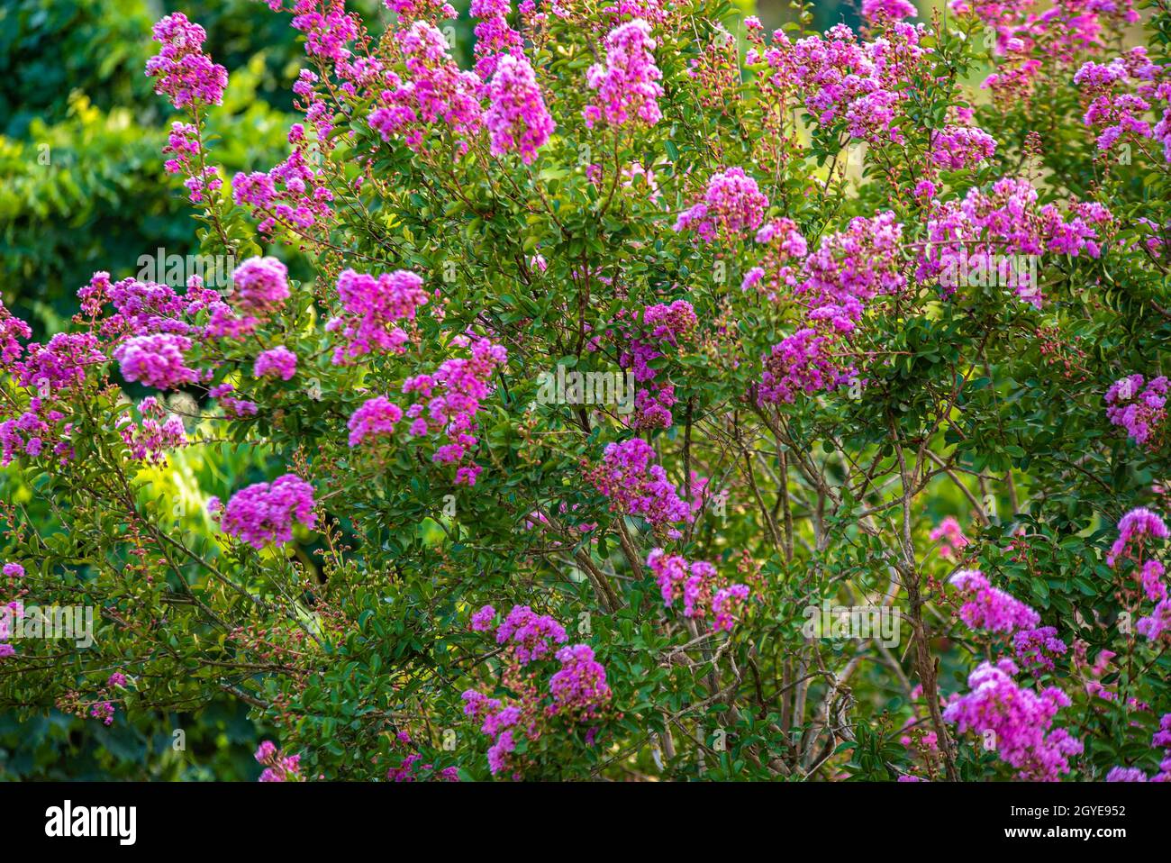 Detail of Lagerstroemia plant in flowering at sunset Stock Photo