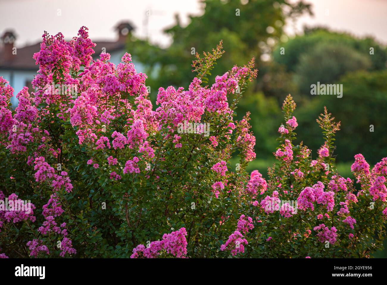 Detail of Lagerstroemia plant in flowering at sunset Stock Photo