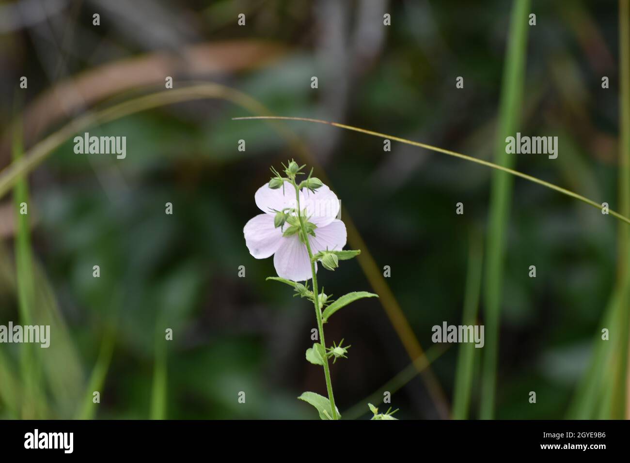 the back side of a pink wildflower in the Everglades National Park swamp Stock Photo