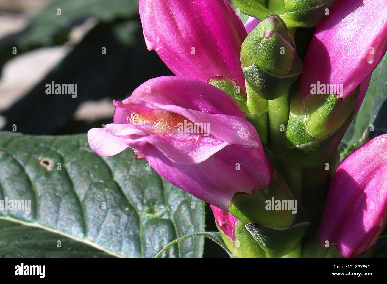 Pink flowers opening on a Turtle Head plant Stock Photo - Alamy