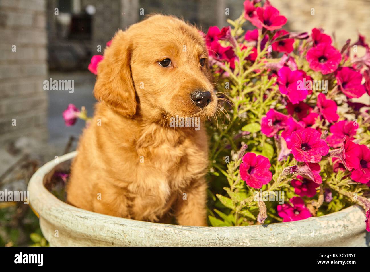 Labradoodle puppy sitting in pot with purple flowers Stock Photo