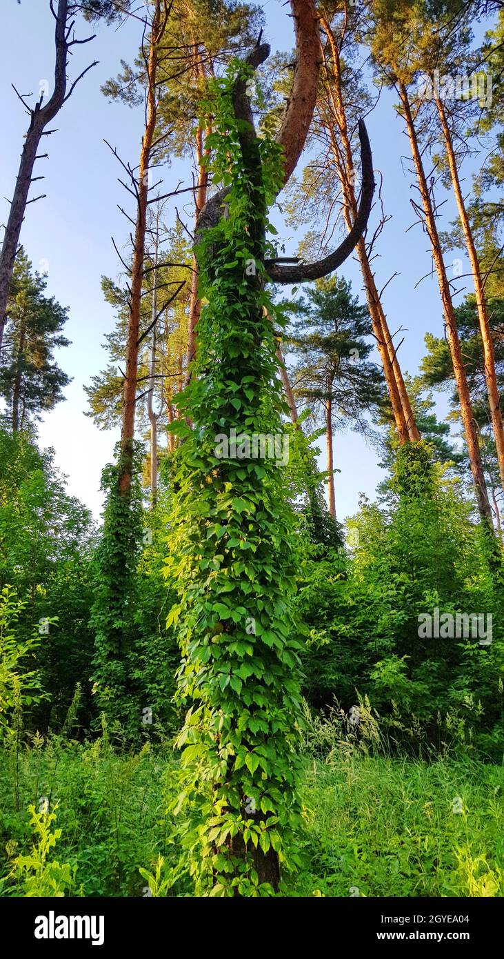 Strangely looking pine tree with bull or devil horns Stock Photo Alamy