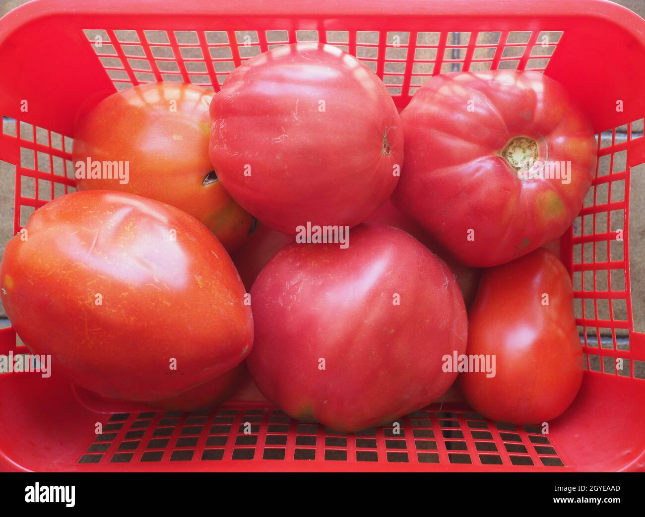 red tomatoes vegetables in a plastic basket Stock Photo - Alamy